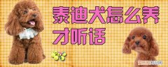 泰迪犬怎么养才听话，小泰迪狗怎么养才听话