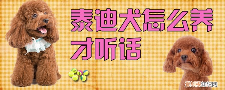 泰迪犬怎么养才听话，小泰迪狗怎么养才听话