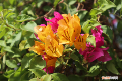 海口适合养什么花,市花和市树是什么植物，海口适合养什么花，市花和市树是什么？