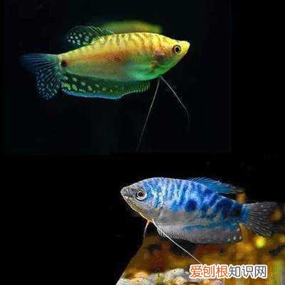 小型热带鱼吧百度贴吧 ，麻烦查一下小型热带鱼？