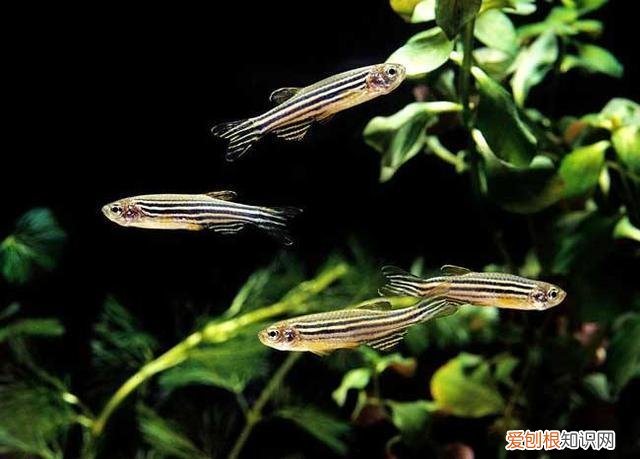小型热带鱼吧百度贴吧 ，麻烦查一下小型热带鱼？