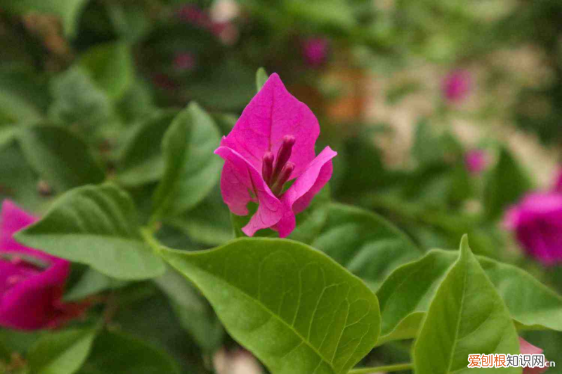 三亚适合养什么花,市花和市树是什么树，三亚适合养什么花，市花和市树是什么？