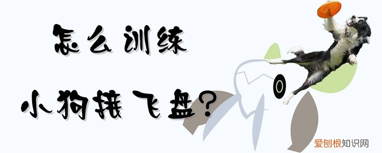 如何训练小狗接飞盘，如何教会狗狗接飞盘