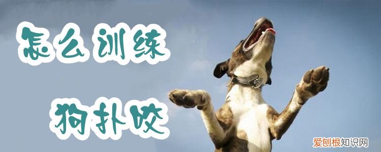 怎么训练狗扑咬，怎样训练狗扑咬