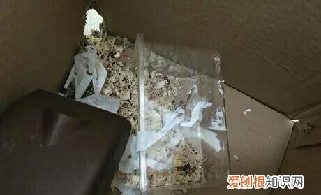 仓鼠越狱一天了,家里都翻遍了,还是找不到! ,仓鼠如果越狱了会躲在什么地方呢?