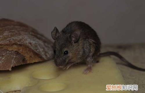 仓鼠越狱一天了,家里都翻遍了,还是找不到! ,仓鼠如果越狱了会躲在什么地方呢?