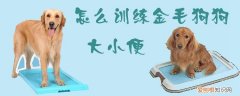 怎么训练金毛狗狗大小便，金毛狗狗如何训练大小便