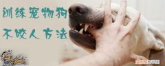 训练宠物狗不咬人方法，训练狗狗不咬人的方法教一下