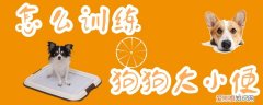 怎么训练狗狗大小便，怎么训练狗狗大小便视频教程