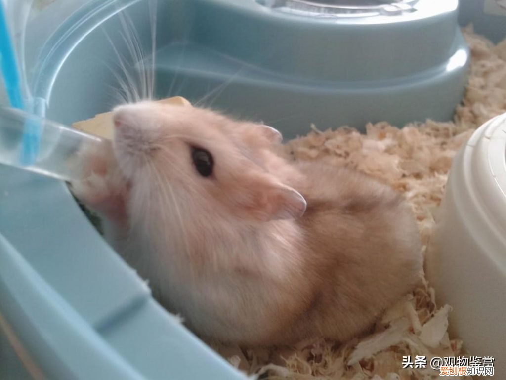 仓鼠喝温水还是喝冷水 ,仓鼠喝温水吗?