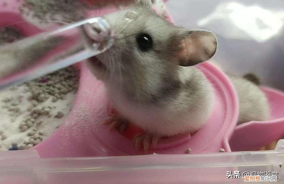 仓鼠喝温水还是喝冷水 ,仓鼠喝温水吗?