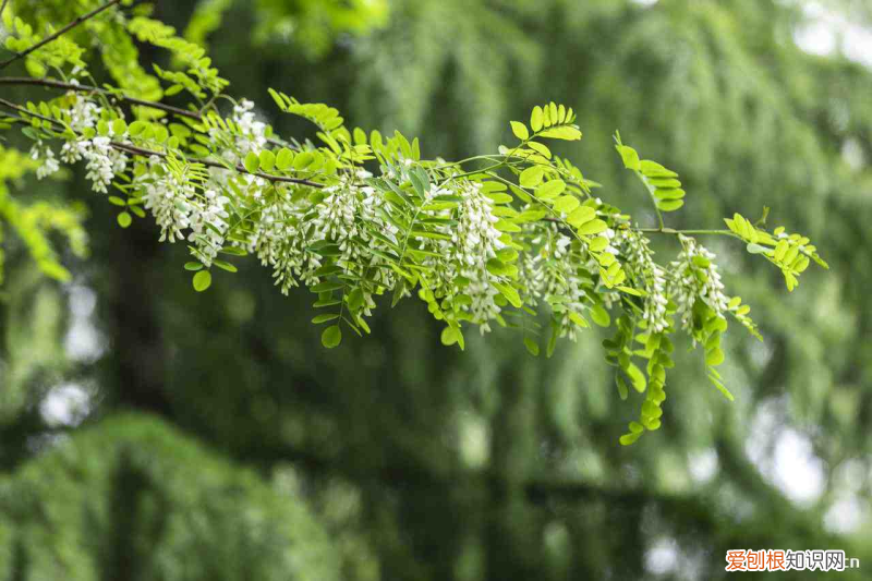 济宁常见的室内花卉，济宁适合养什么花，市花和市树是什么？