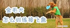 金毛犬怎么训练接飞盘，金毛可以接飞盘吗