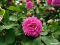 德阳花卉苗木批发基地，德阳适合养什么花，市花和市树是什么？