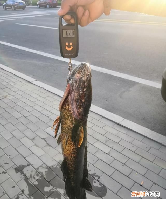 黑鱼最好吃的部位是哪里 ，黑鱼最好吃的部位是什么？