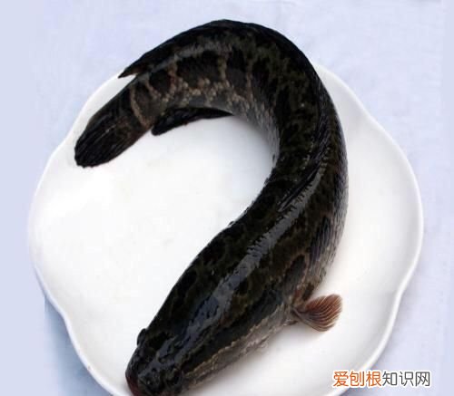 黑鱼最好吃的部位是哪里 ，黑鱼最好吃的部位是什么？