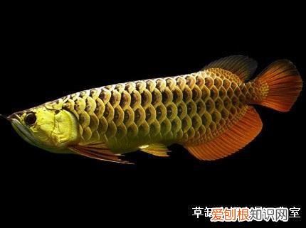 水草缸最高温度 ，草缸温度多少度最好？