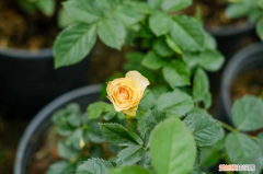 全日照的盆栽花卉，日照适合养什么花，市花和市树是什么？