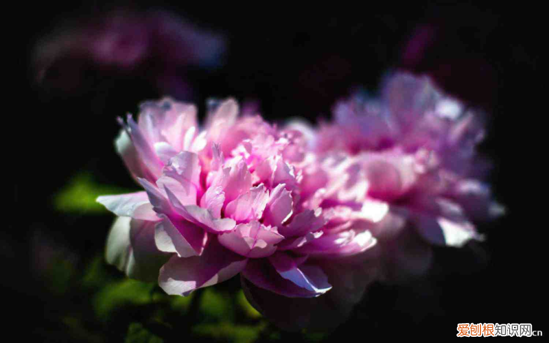 枣庄花卉市场，枣庄适合养什么花，市花和市树是什么？