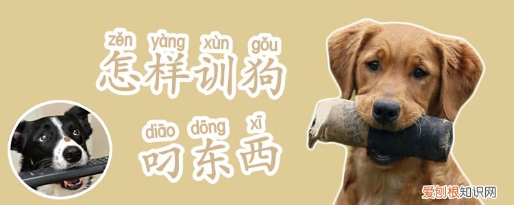 怎样训狗叼东西,怎么训狗叼东西
