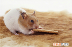 仓鼠有味道该如何处理？清除仓鼠有味道的方法