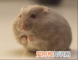 仓鼠有味道该如何处理？清除仓鼠有味道的方法