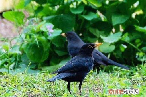 八哥鸟要怎样养才能飞回来视频 ，八哥鸟怎样养才不飞走？