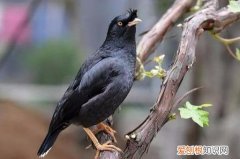 八哥鸟要怎样养才能飞回来视频 ，八哥鸟怎样养才不飞走？