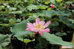 山东东营有哪些花卉基地地址，东营适合养什么花，市花和市树是什么？