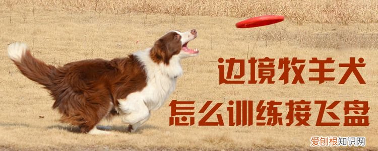 边境牧羊犬怎么训练接飞盘,边境牧羊犬接飞盘视频