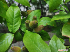 淄博适合养什么花,市花和市树是什么树，淄博适合养什么花，市花和市树是什么？