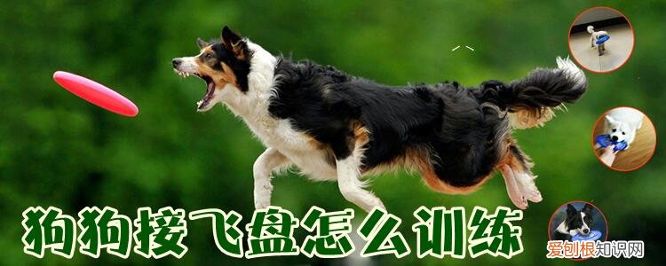 狗接飞盘怎么训练，教狗狗接飞盘