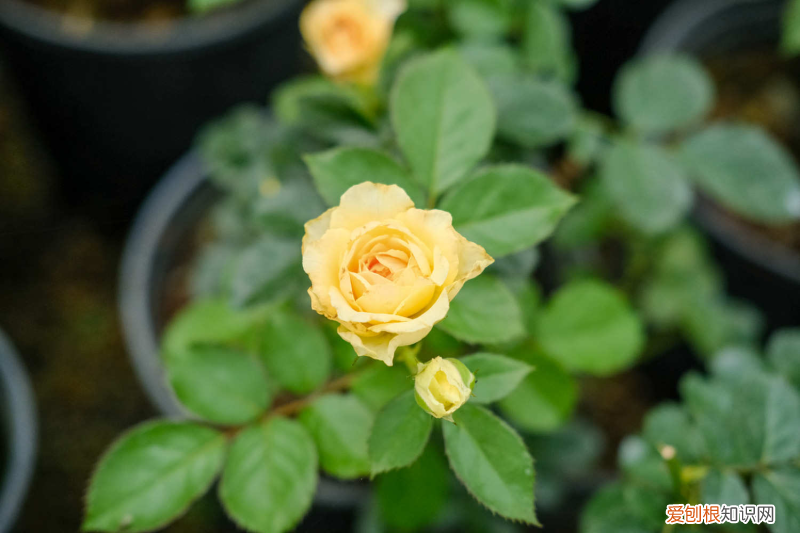 湘西花卉硼肥价格，湘西适合养什么花，市花和市树是什么？