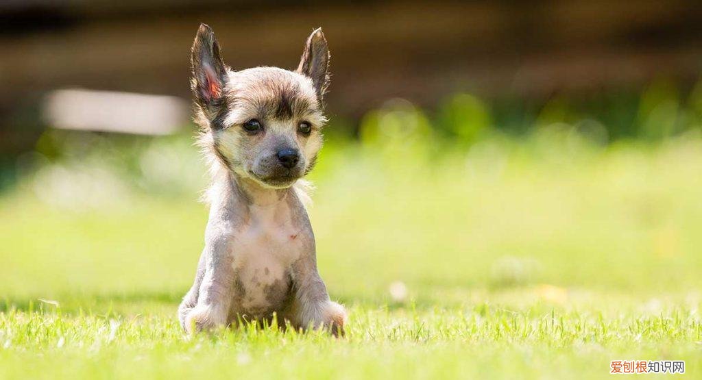 中国冠毛犬聪明吗 ，中国冠毛犬优缺点？