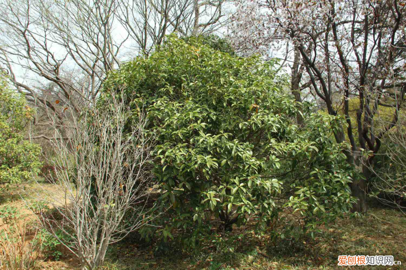 六安花卉批发市场在哪，六安适合养什么花，市花和市树是什么？