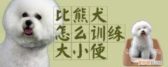 比熊犬怎么训练大小便，怎么训练比熊狗狗大小便