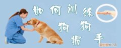如何训练狗狗握手，训练狗狗握手残忍吗