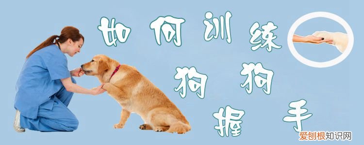 如何训练狗狗握手，训练狗狗握手残忍吗