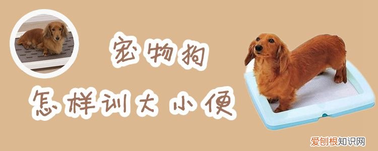 宠物狗怎样训大小便,宠物狗训练大小便教程