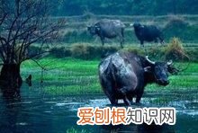 水牛怕深水吗 ,水牛为什么能在水里不被淹死?