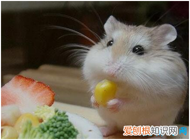 最小的仓鼠有多重 ，最小的仓鼠是什么仓鼠？