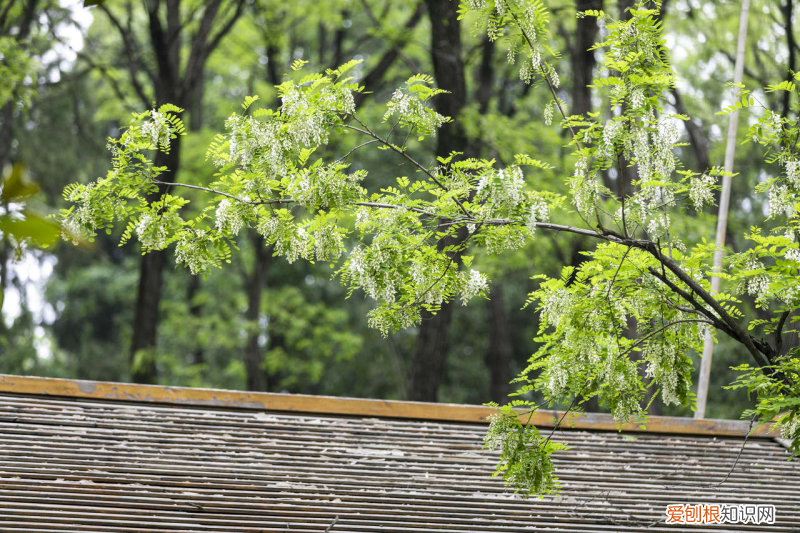 潍坊适合养什么花,市花和市树是什么花，潍坊适合养什么花，市花和市树是什么？