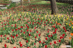 绥化卖花的地方，绥化适合养什么花，市花和市树是什么？