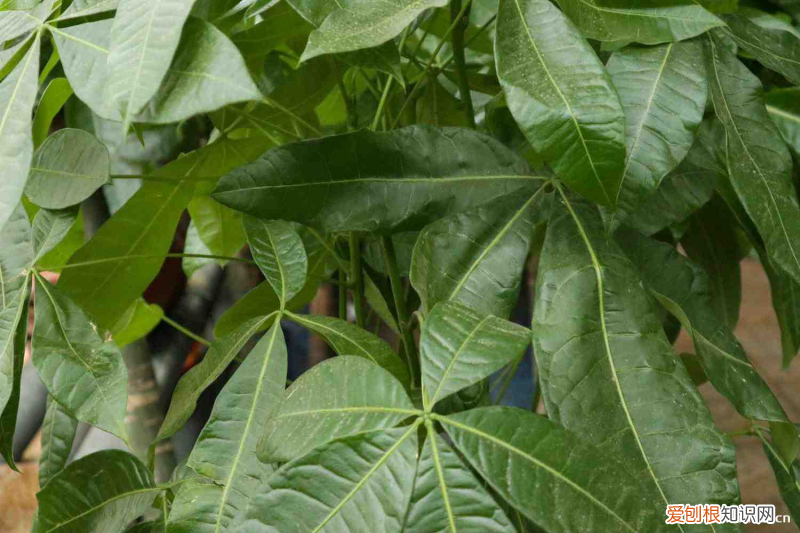 绥化卖花的地方，绥化适合养什么花，市花和市树是什么？