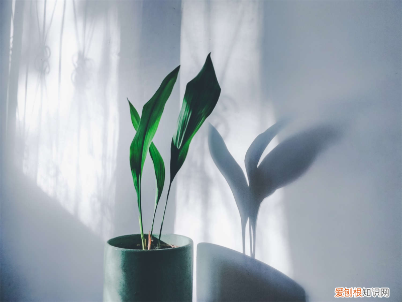 30种耐阴植物室内盆栽,耐阴的室内植物有哪些，30种耐阴植物室内盆栽，耐阴的室内植物？
