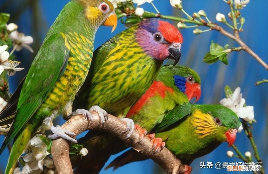 鹦鹉突然死了有几种可能 ，养的小鹦鹉突然死了？