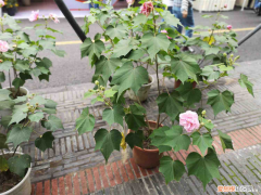 马鞍山适合种植什么果树，马鞍山适合养什么花，市花和市树是什么？