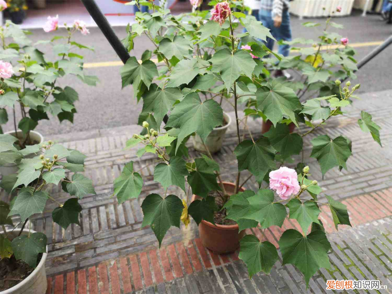 马鞍山适合种植什么果树，马鞍山适合养什么花，市花和市树是什么？