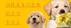 训练金毛叼东西的方法是什么，狗怎么训练叼东西