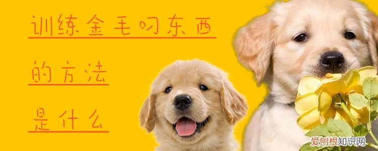训练金毛叼东西的方法是什么，狗怎么训练叼东西